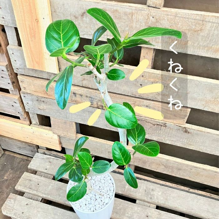 観葉植物現品販売