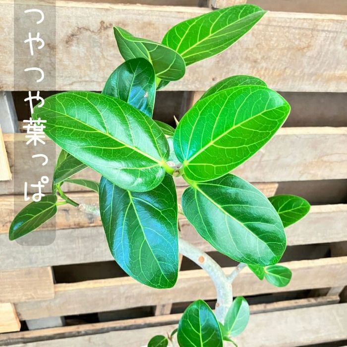 観葉植物現品販売