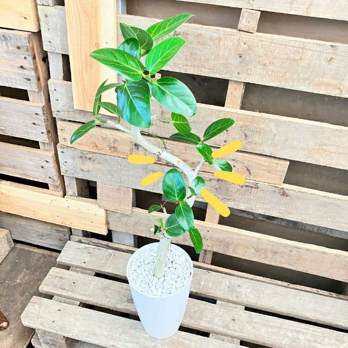 観葉植物現品販売