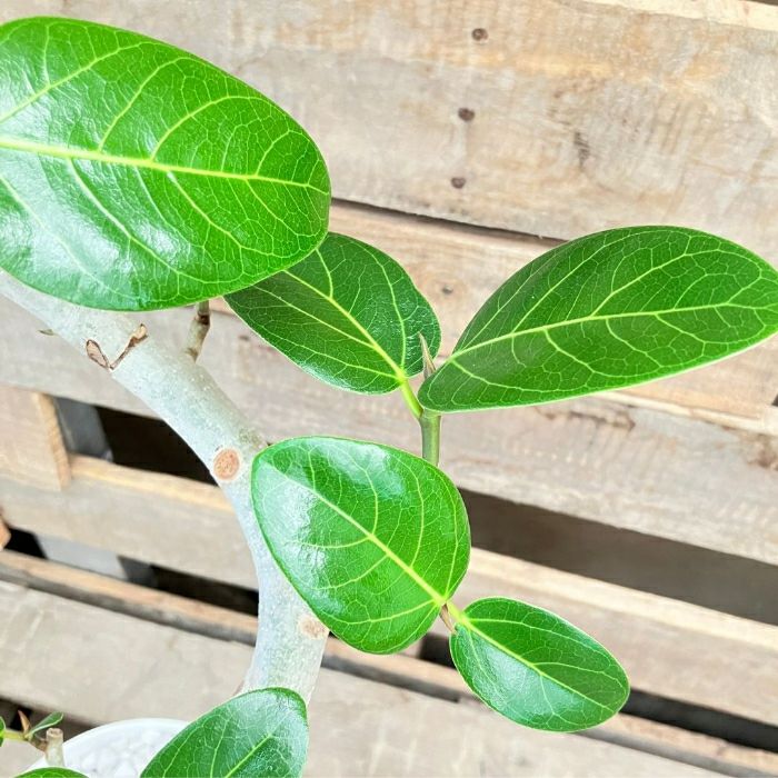 観葉植物現品販売