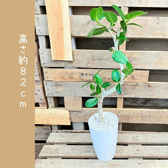 観葉植物現品販売