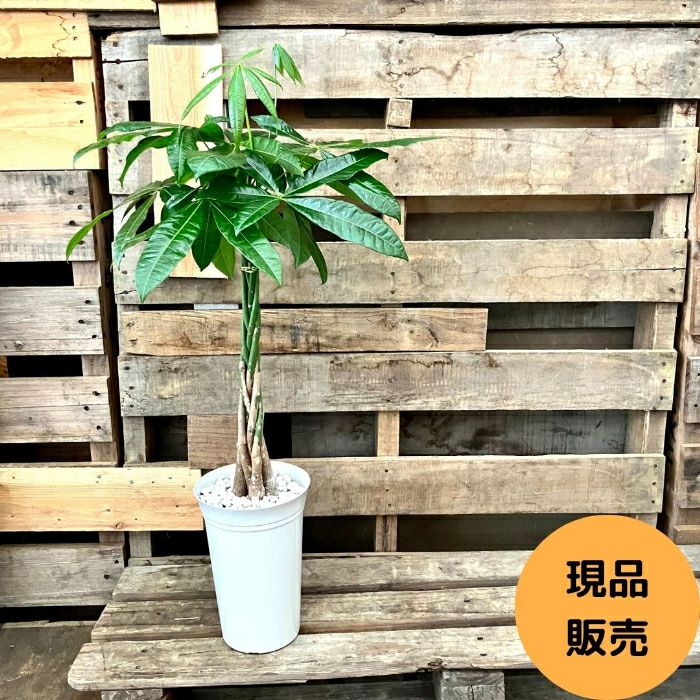 観葉植物現品販売