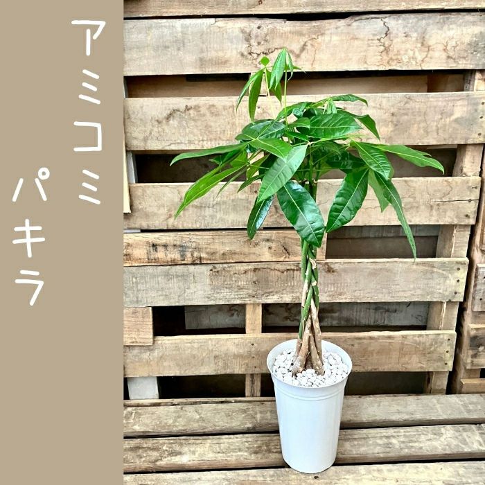観葉植物現品販売