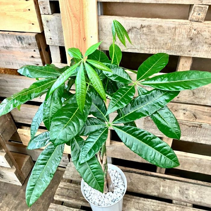 観葉植物現品販売