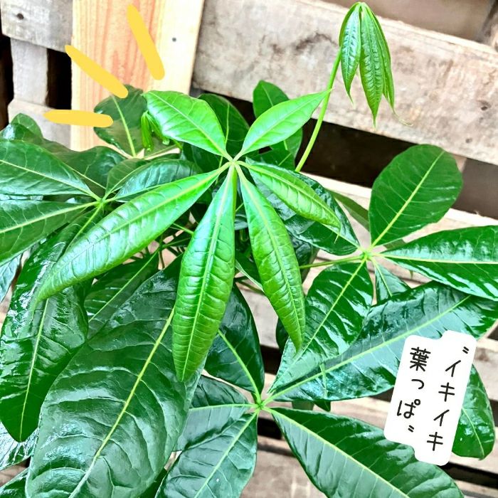 観葉植物現品販売