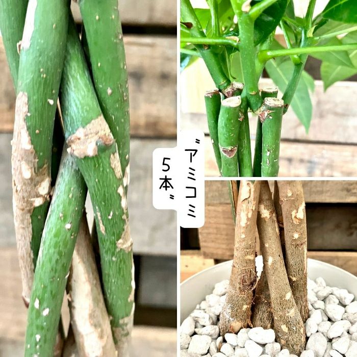 観葉植物現品販売