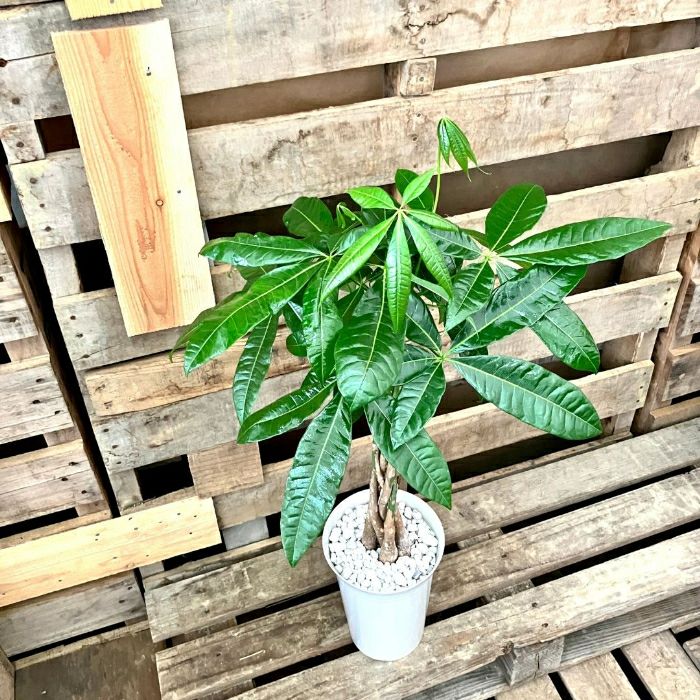 観葉植物現品販売