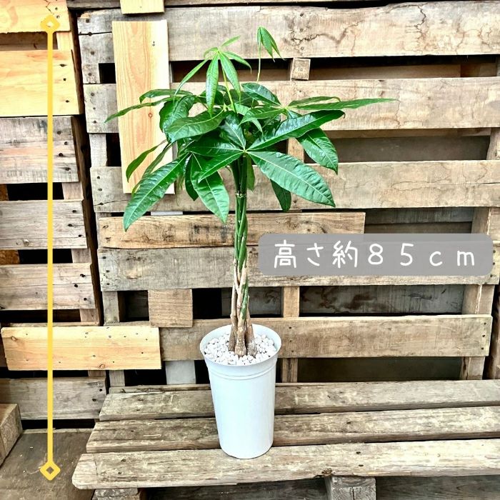 観葉植物現品販売