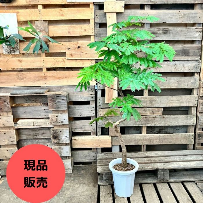 観葉植物現品販売