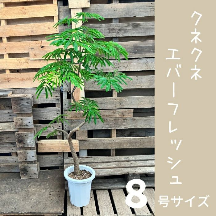 観葉植物現品販売