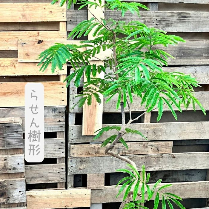 観葉植物現品販売