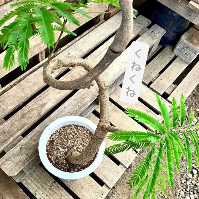 観葉植物現品販売