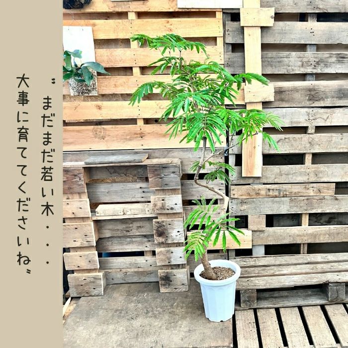 観葉植物現品販売