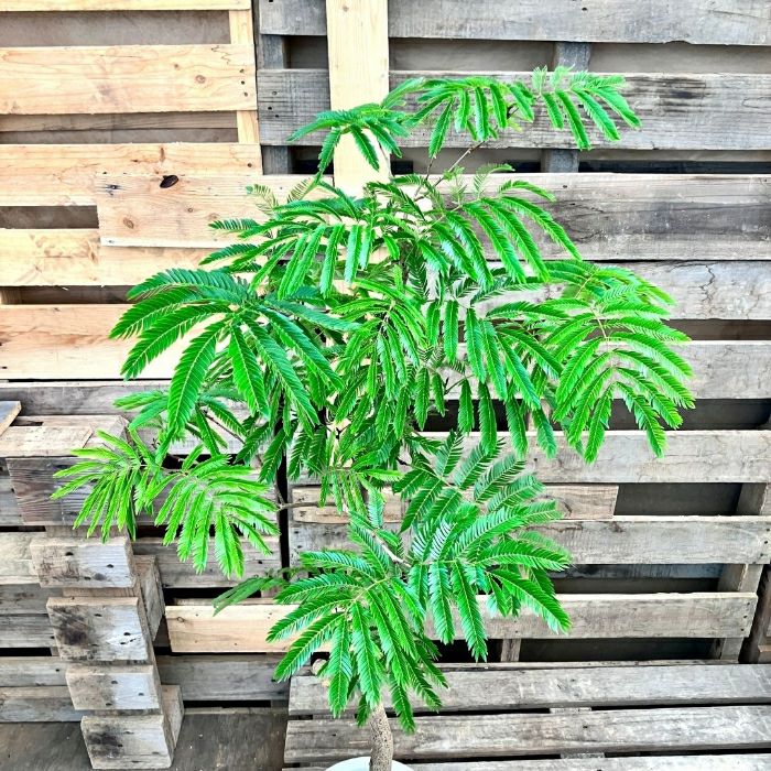 観葉植物現品販売