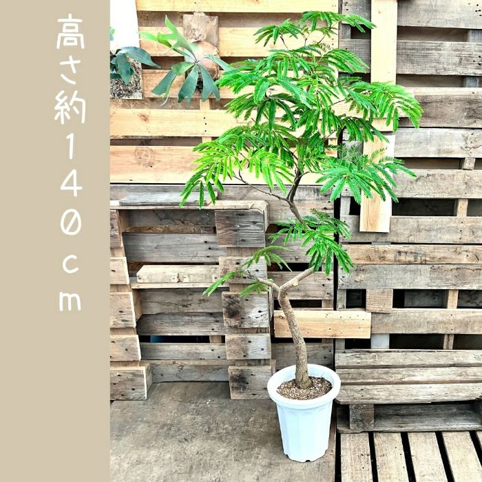 観葉植物現品販売