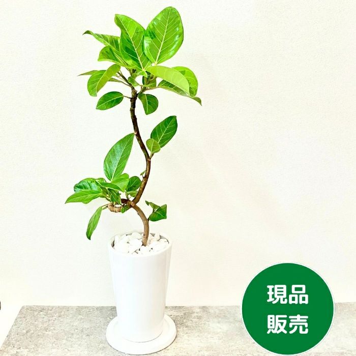 観葉植物現品販売