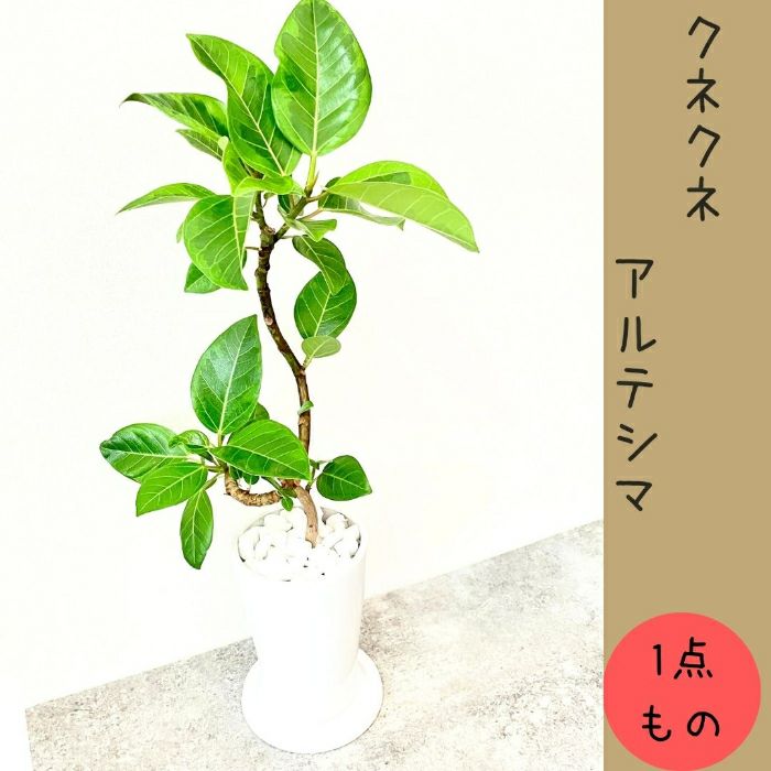 観葉植物現品販売