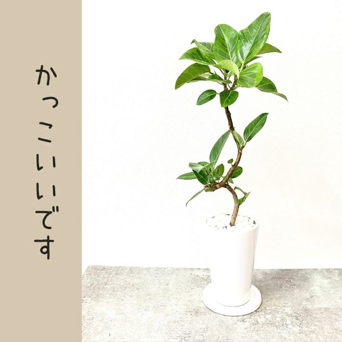 観葉植物現品販売