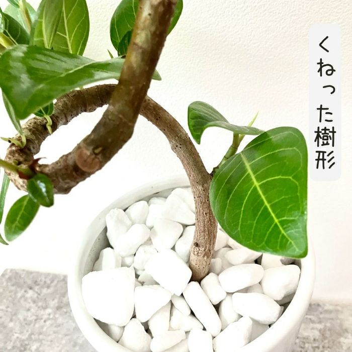 観葉植物現品販売