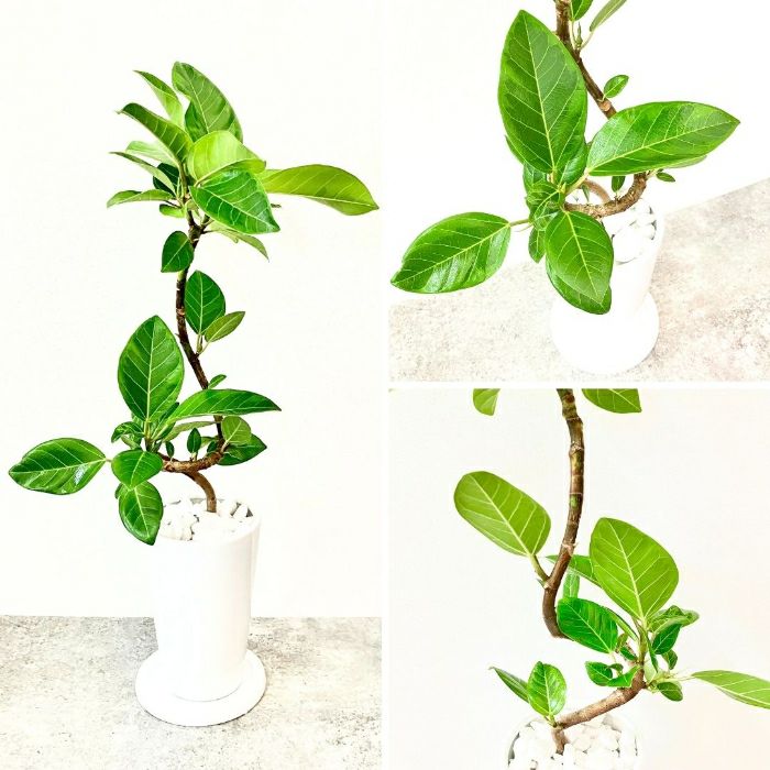 観葉植物現品販売