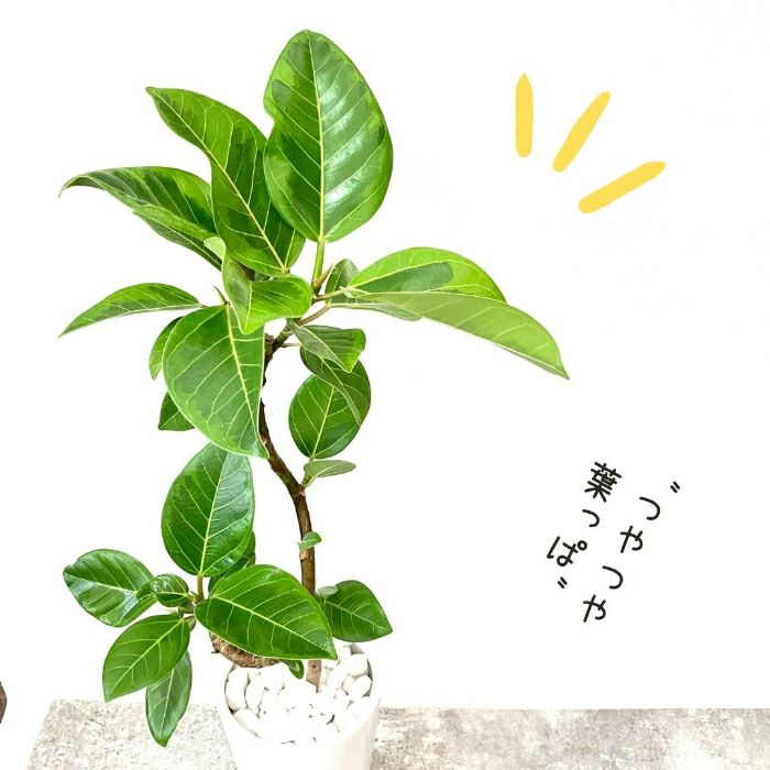 観葉植物現品販売