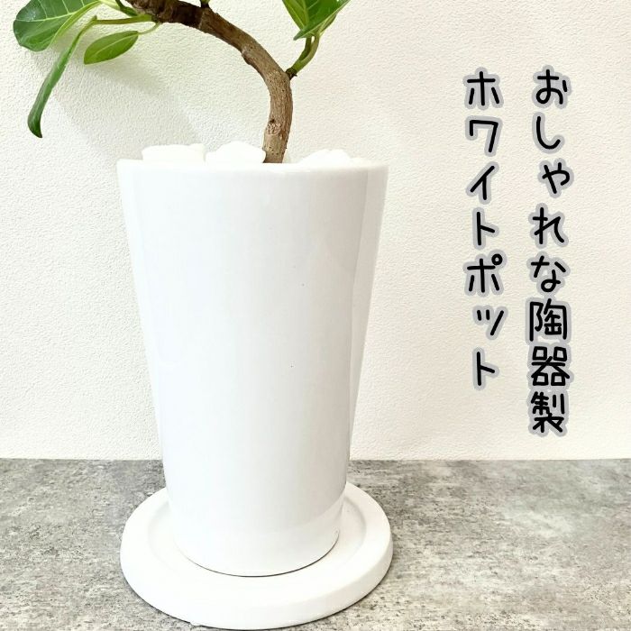 観葉植物現品販売