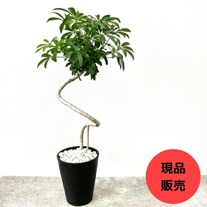 観葉植物現品販売