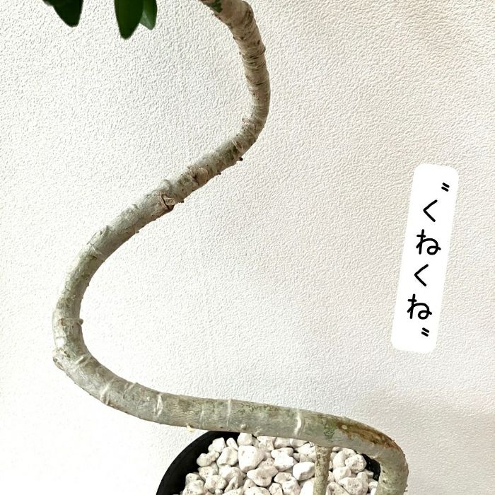 観葉植物現品販売
