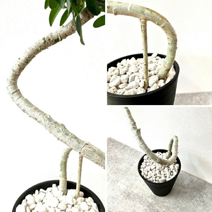 観葉植物現品販売