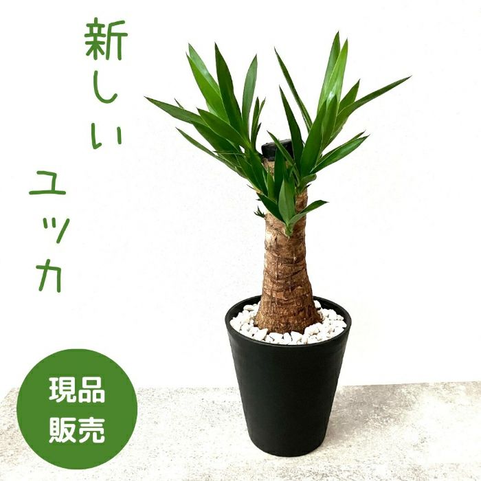 観葉植物現品販売
