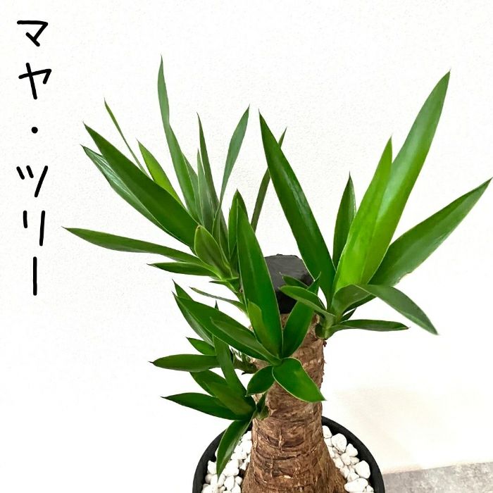 観葉植物現品販売
