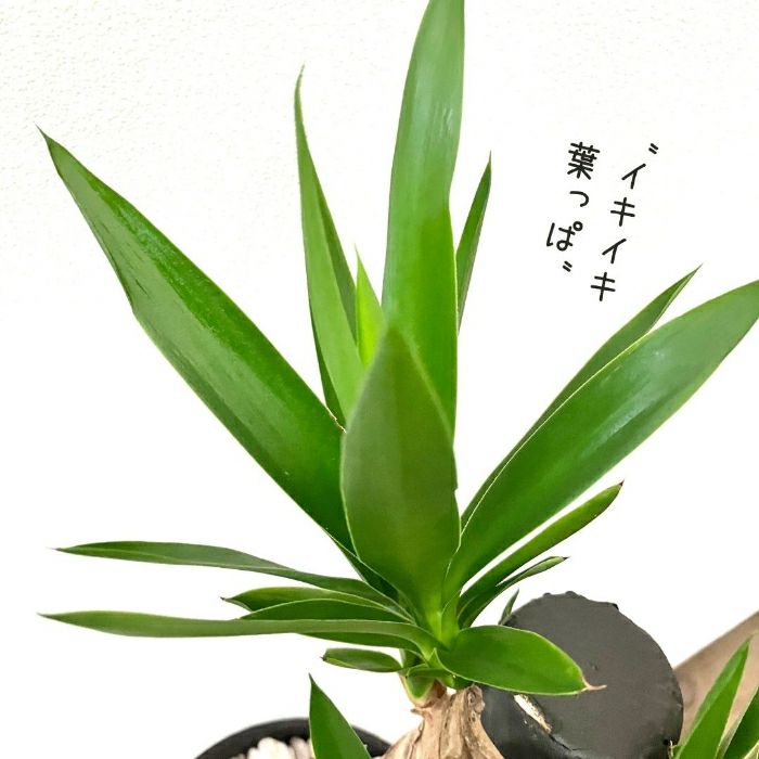 観葉植物現品販売