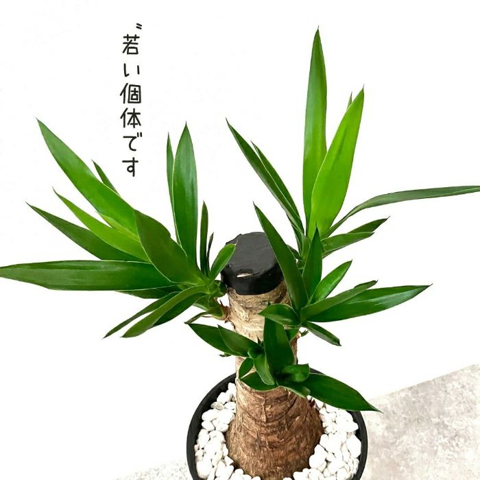 観葉植物現品販売