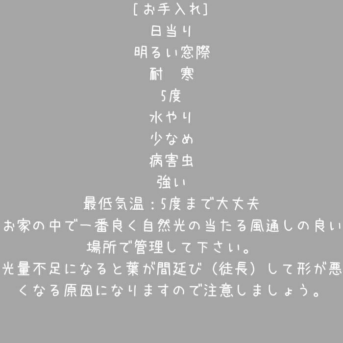 観葉植物現品販売