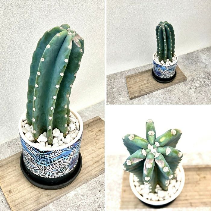 観葉植物現品販売