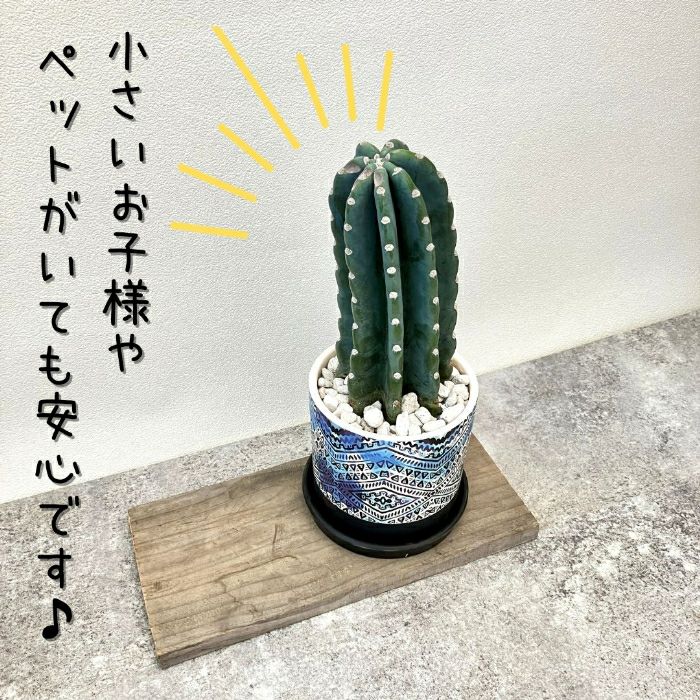 観葉植物現品販売