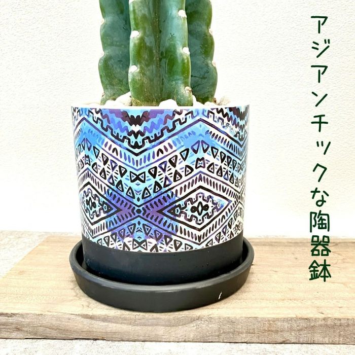 観葉植物現品販売