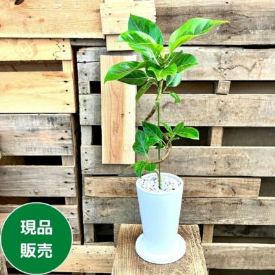 フィカス・アルテシーマ 通販 【観葉植物の専門店 彩植健美】 フィカス・アルテシーマ 通販 【観葉植物の専門店 彩植健美】