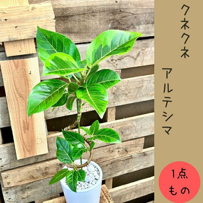 観葉植物現品販売