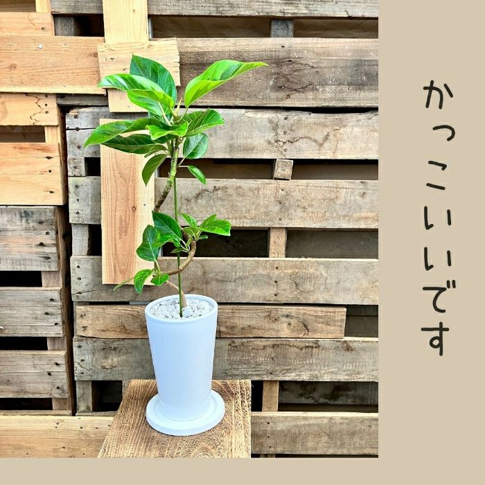 観葉植物現品販売