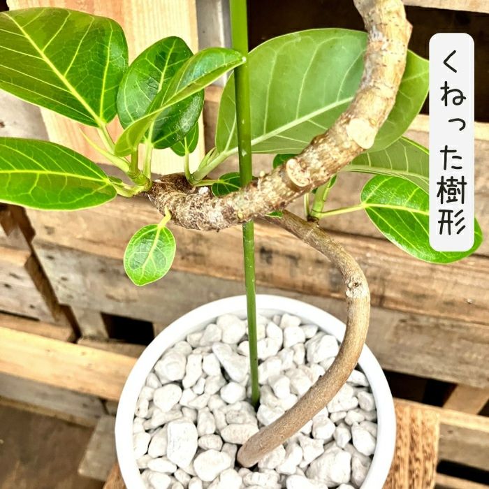 観葉植物現品販売