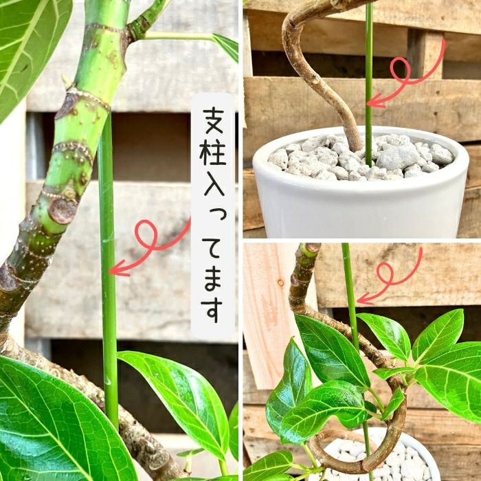 観葉植物現品販売