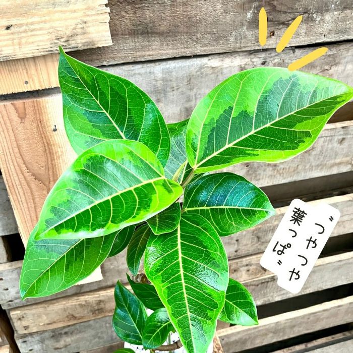 観葉植物現品販売