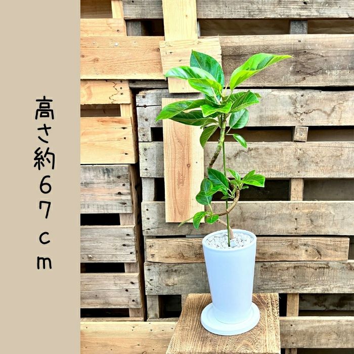 観葉植物現品販売
