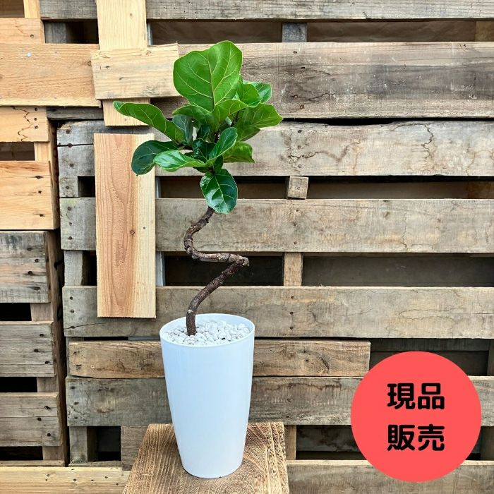 観葉植物現品販売