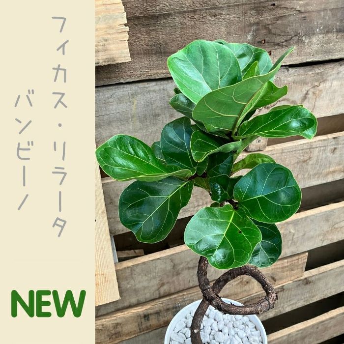 観葉植物現品販売