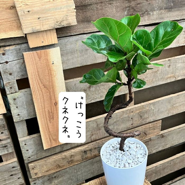 観葉植物現品販売