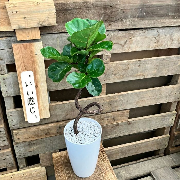 観葉植物現品販売