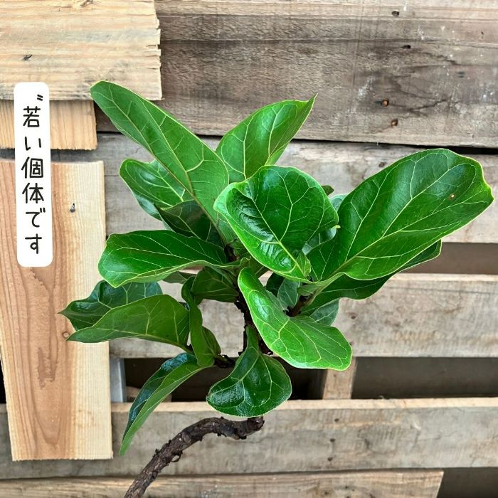 観葉植物現品販売