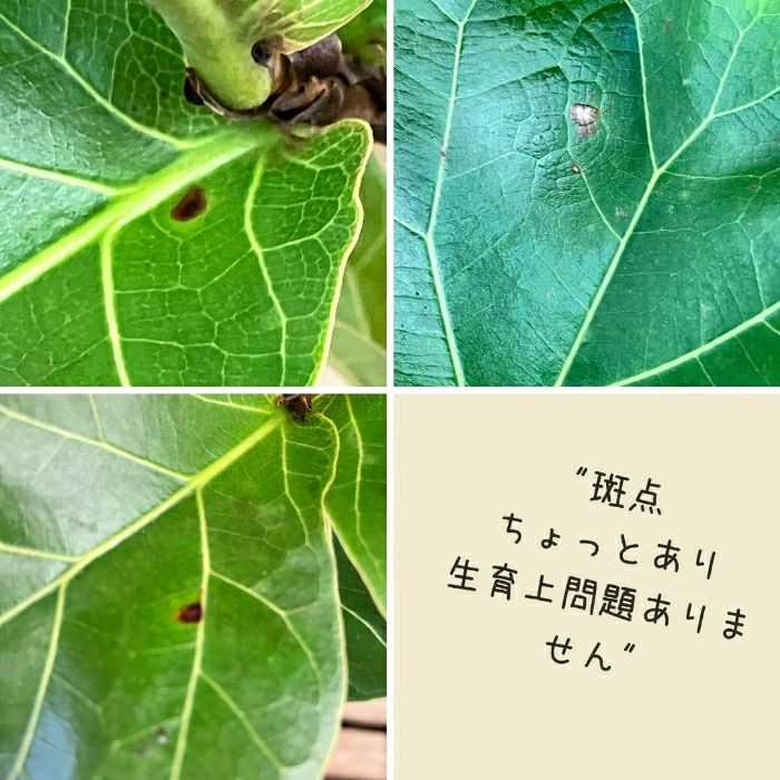 観葉植物現品販売